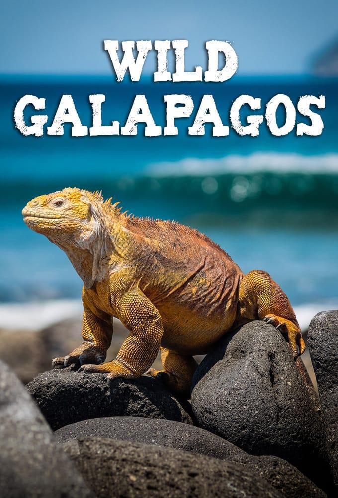 TV ratings for Wild Galapagos in Russia. National Geographic TV series