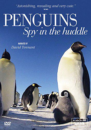 TV ratings for Penguins: Spy In The Huddle in Brazil. BBC TV series
