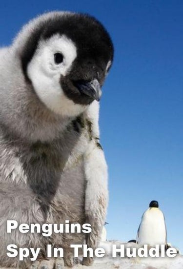 Penguins: Spy In The Huddle