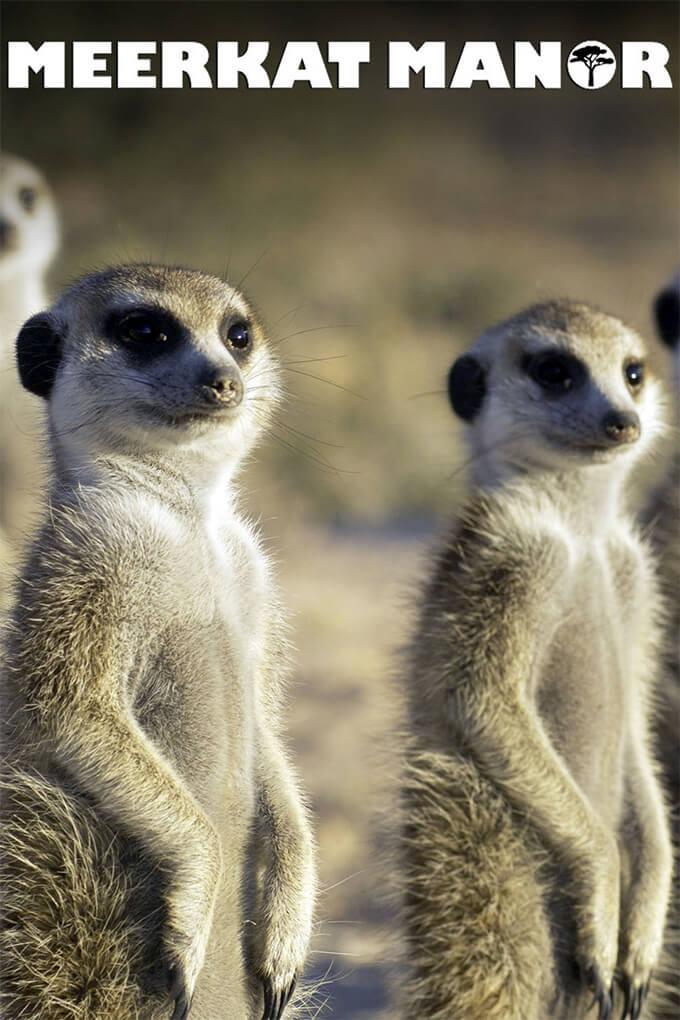 Meerkat Manor (Animal Planet): United States daily TV audience insights for  smarter content decisions - Parrot Analytics