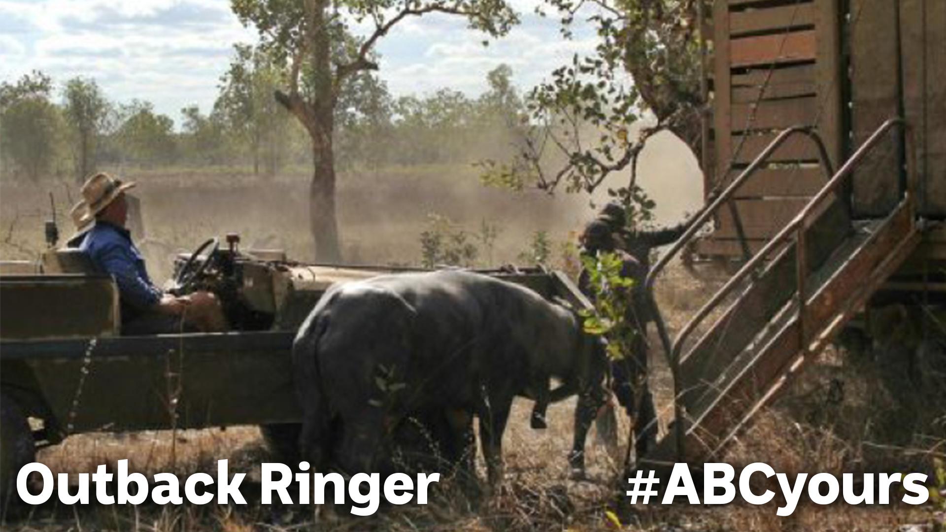 TV ratings for Outback Ringer in Australia. abc TV series