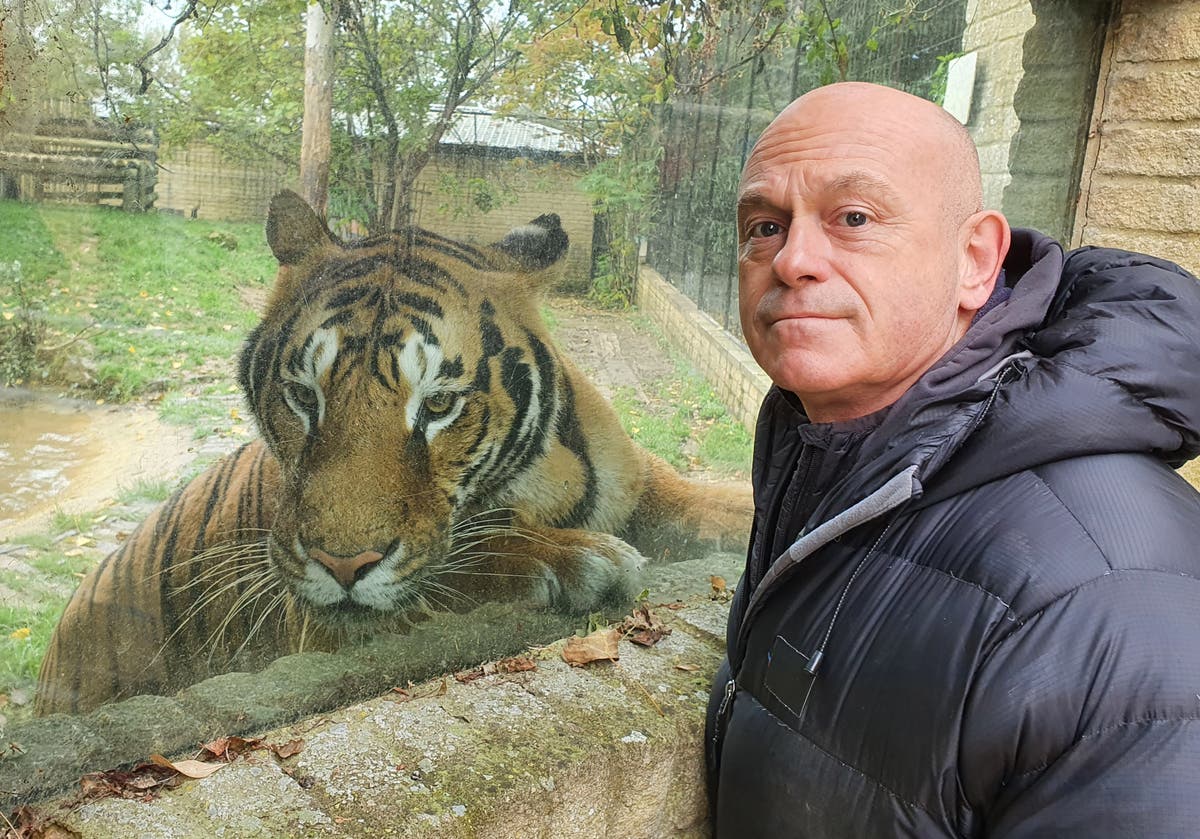 TV ratings for Britain's Tiger Kings - On The Trail With Ross Kemp in Germany. ITV 1 TV series