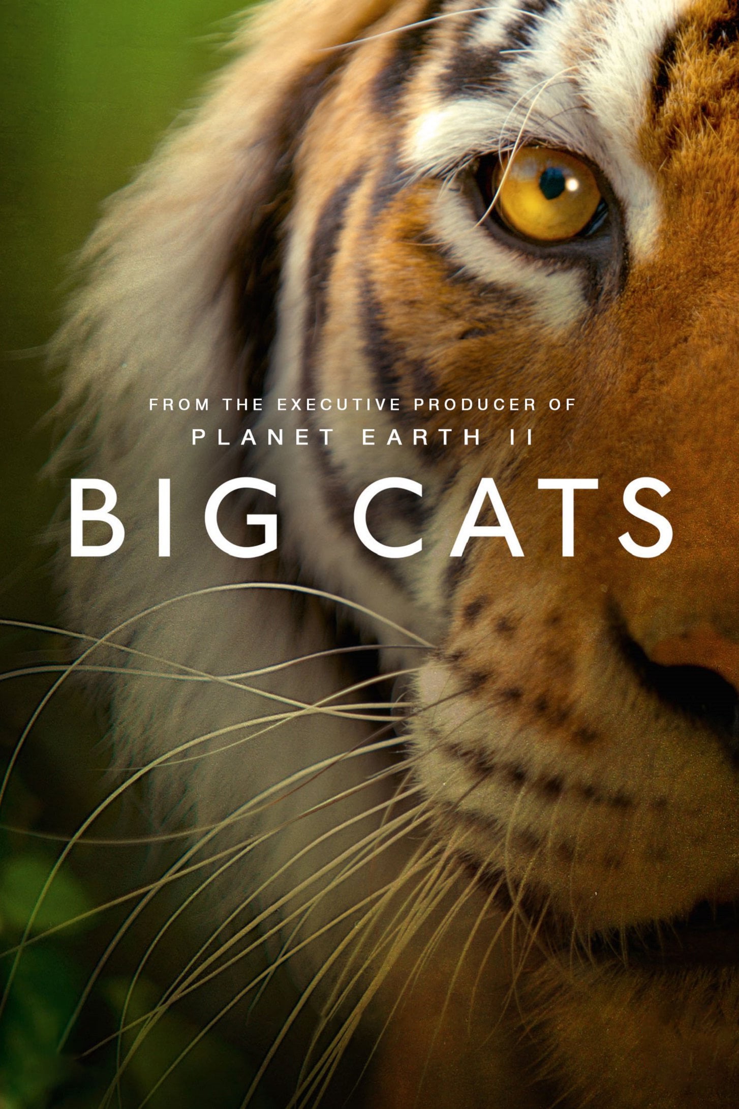TV ratings for Big Cats in Ireland. BBC One TV series