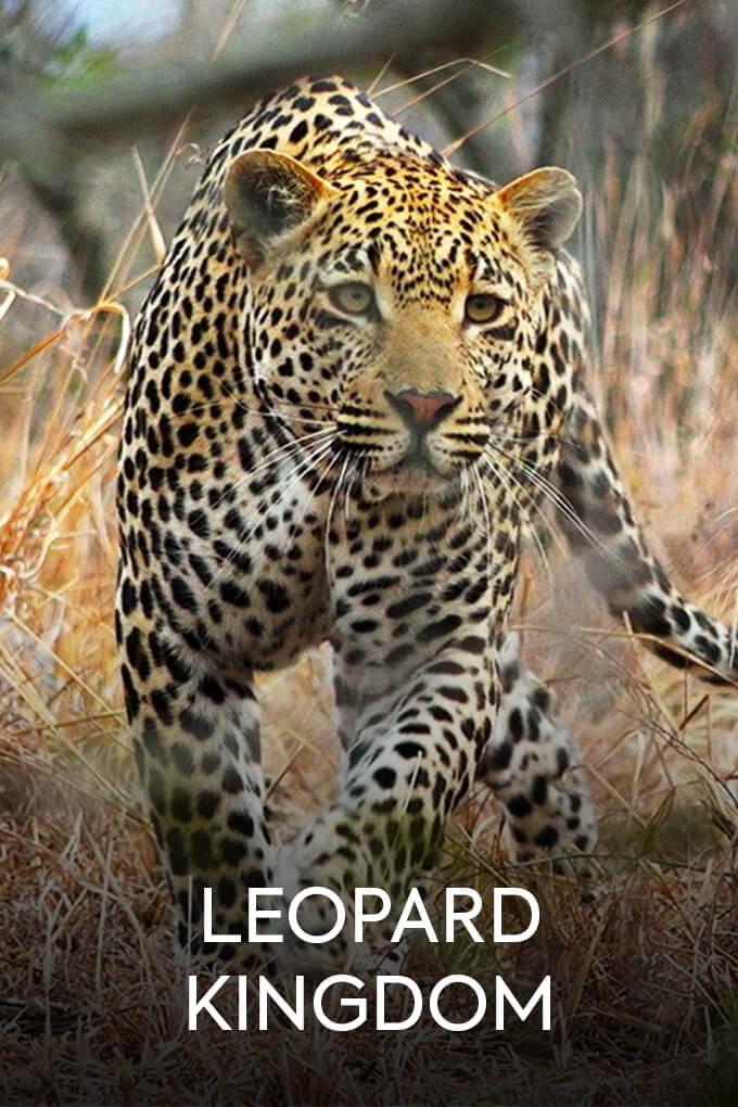 TV ratings for Leopard Kingdom in Poland. National Geographic TV series