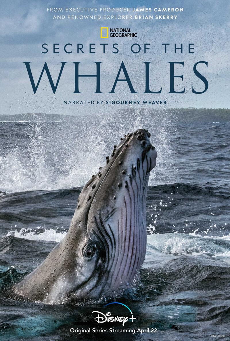 TV ratings for Secrets Of The Whales in Netherlands. Disney+ TV series