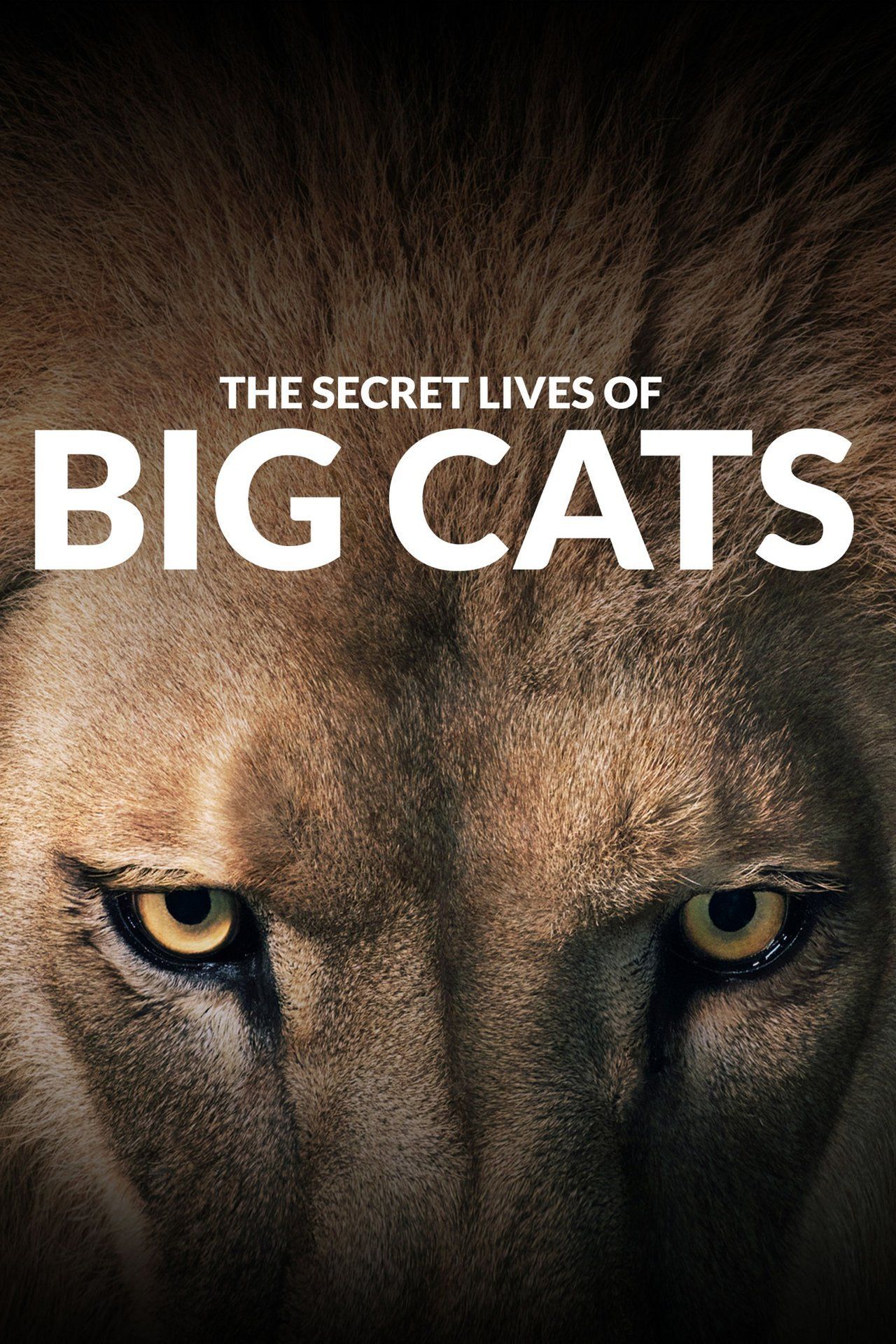 TV ratings for The Secret Lives Of Big Cats in Turkey. CuriosityStream TV series