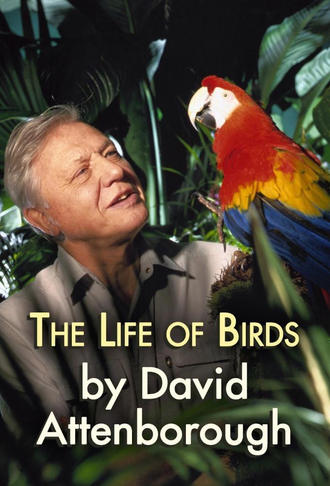 TV ratings for The Life Of Birds By David Attenborough in Netherlands. BBC One TV series