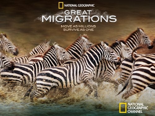TV ratings for Great Migrations in Australia. National Geographic Channel TV series