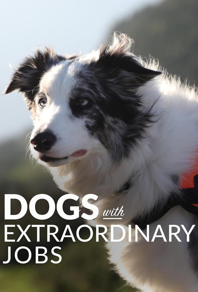 TV ratings for Dogs With Extraordinary Jobs in Italy. Love Nature TV series