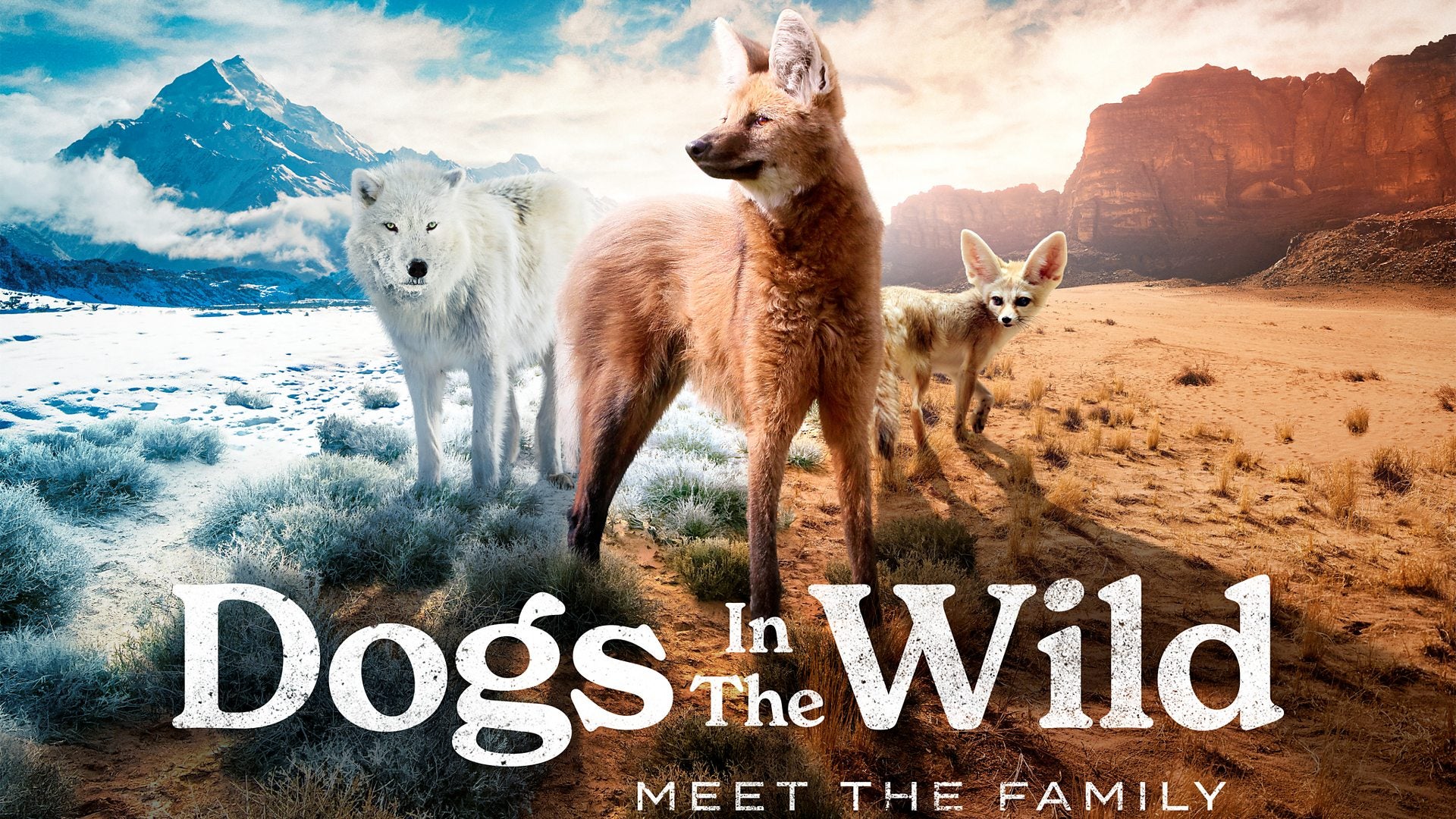 TV ratings for Dogs In The Wild: Meet The Family in France. BBC iPlayer TV series