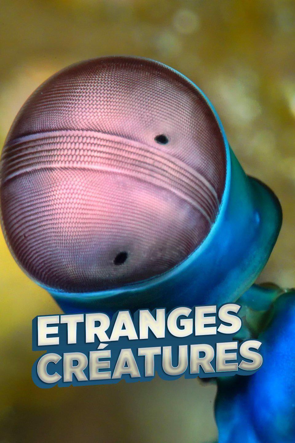TV ratings for Strange Creatures in Brasil. Sky Nature TV series