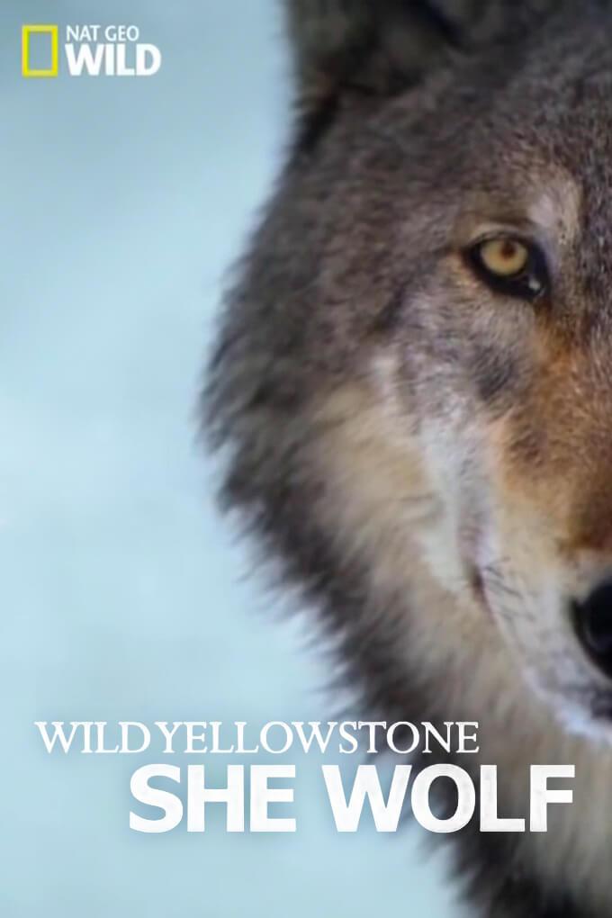 TV ratings for Wild Yellowstone: She Wolf in Ireland. Nat Geo Wild TV series