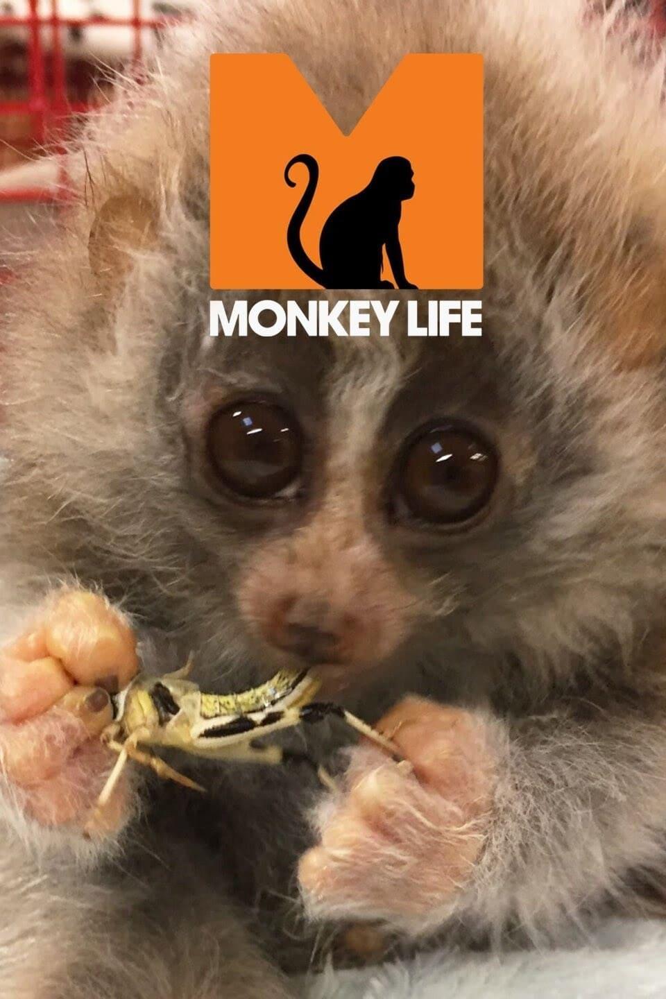 TV ratings for Monkey Life in Rusia. Channel 5 TV series