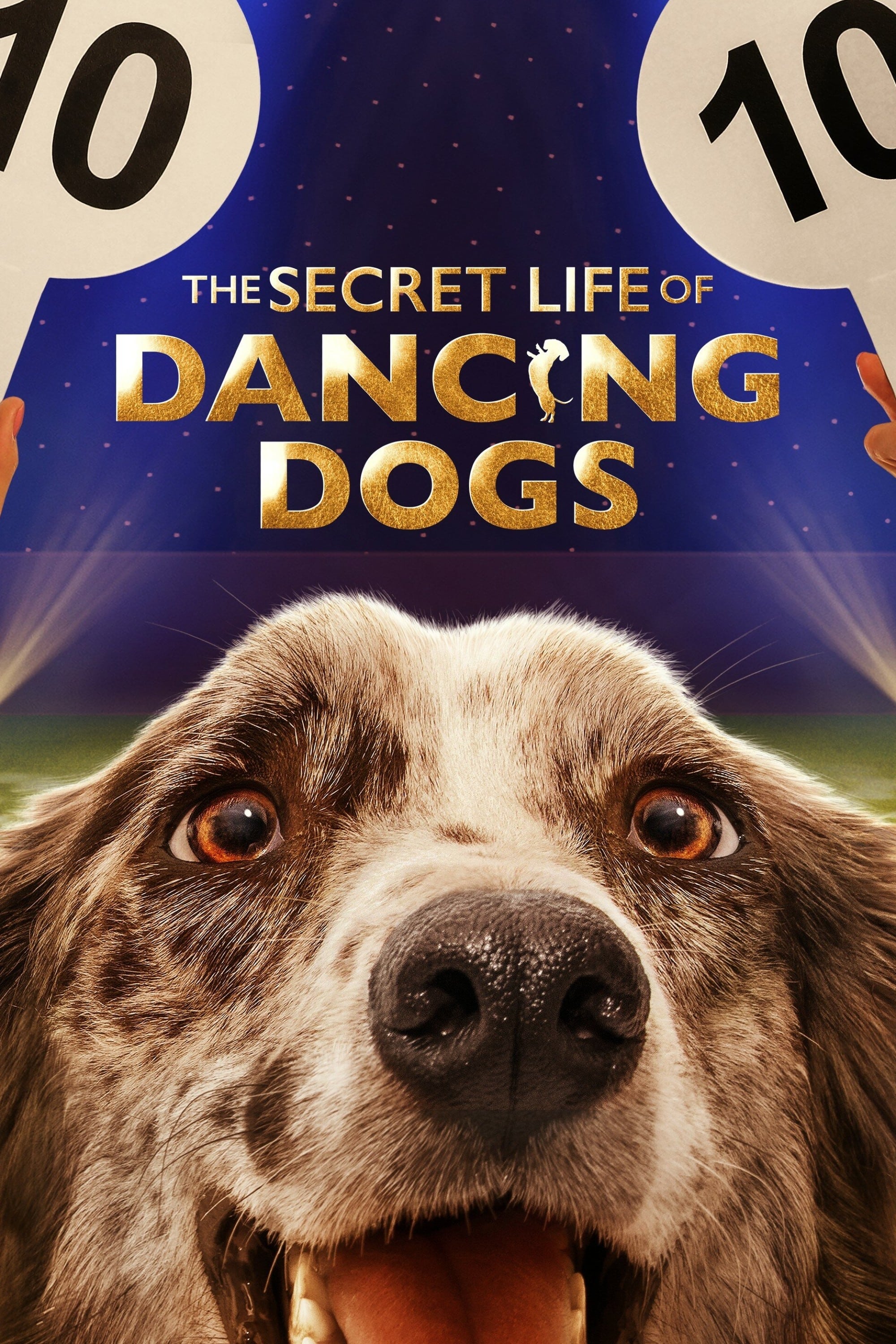 TV ratings for The Secret Life Of Dancing Dogs in Portugal. Hulu TV series