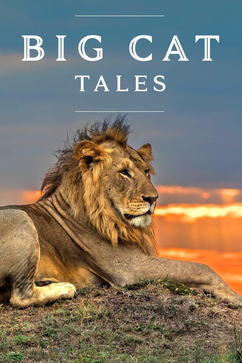 TV ratings for Big Cat Tales in Chile. Animal Planet TV series