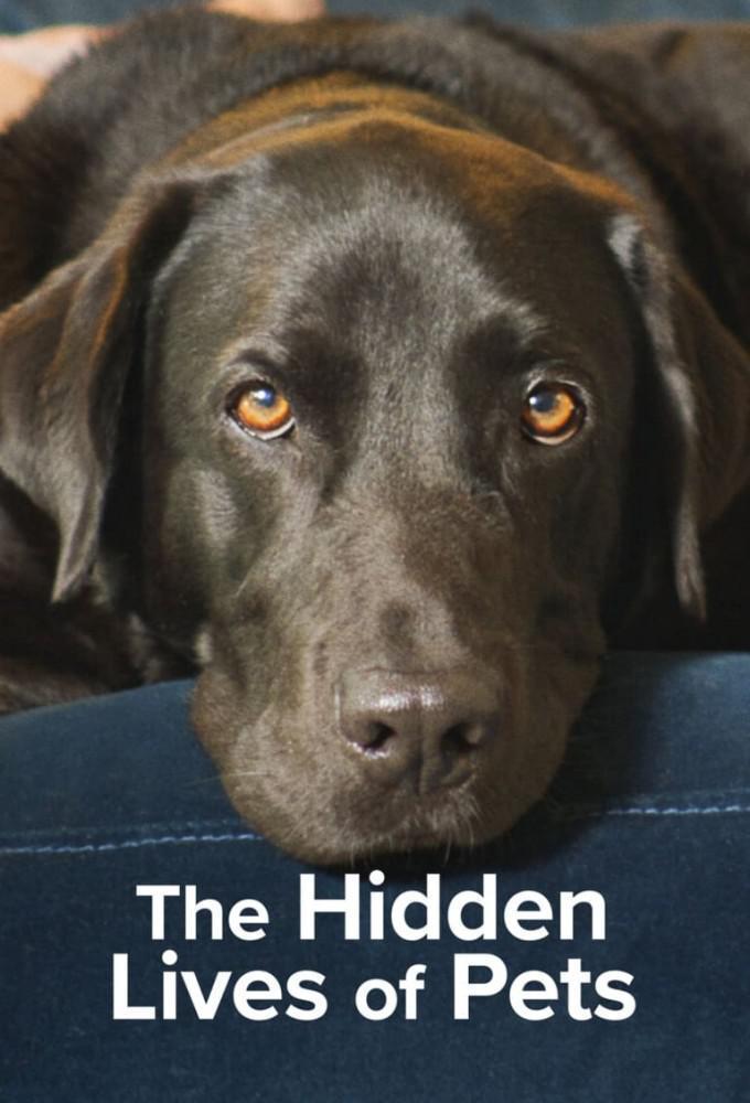 TV ratings for The Hidden Lives Of Pets in the United Kingdom. Netflix TV series