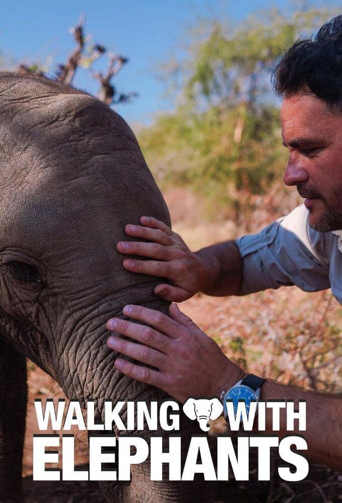 TV ratings for Walking With Elephants in Australia. Channel 4 TV series