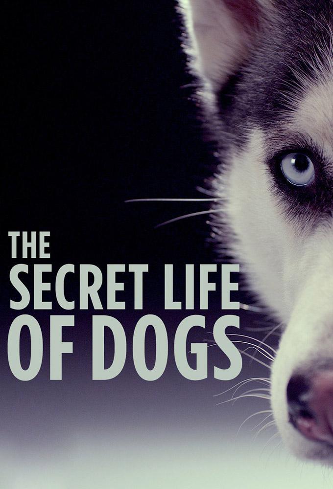 TV ratings for The Secret Life Of Dogs in Irlanda. ITV TV series
