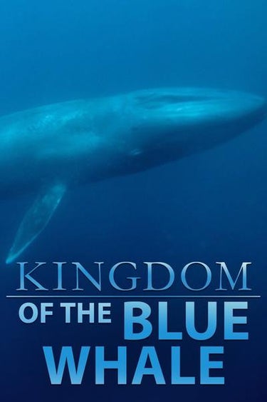 Kingdom Of The Blue Whale
