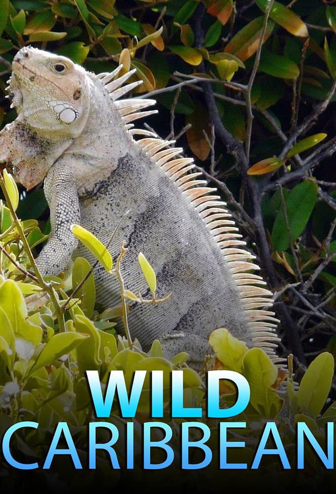 TV ratings for Wild Caribbean in Australia. BBC Two TV series