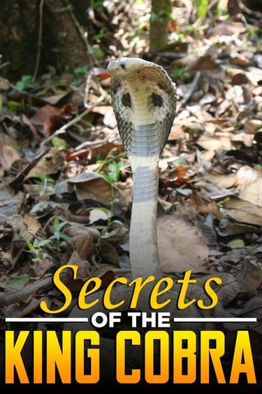 Secrets Of The King Cobra