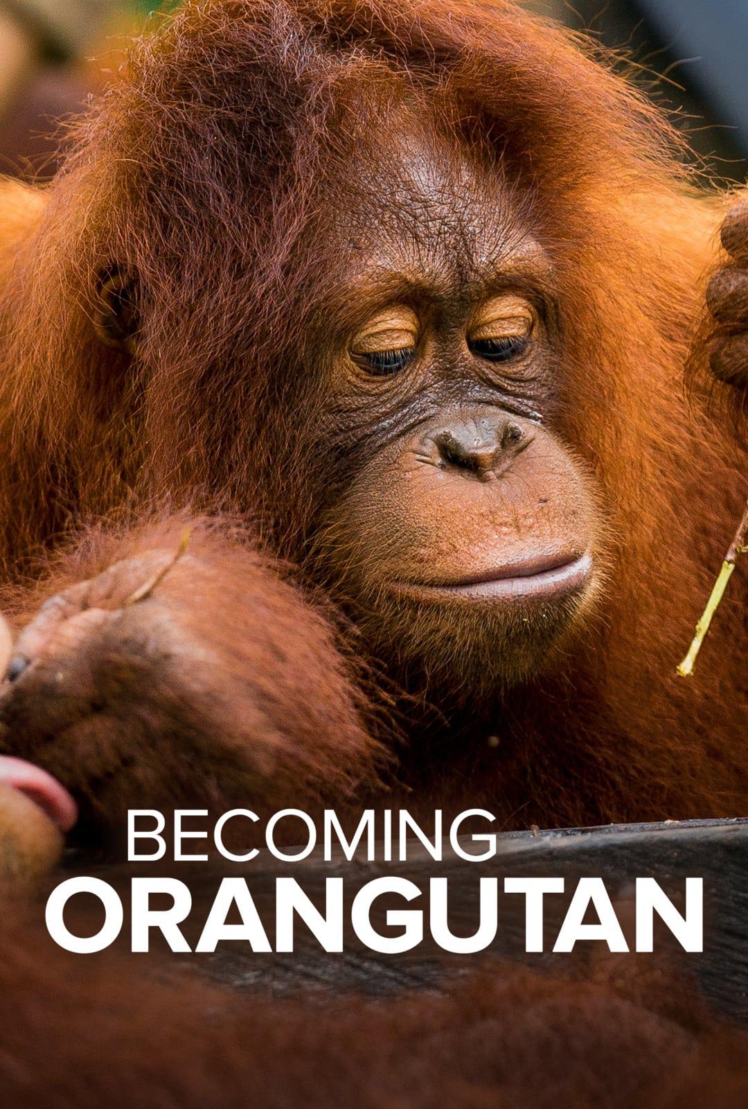 TV ratings for Becoming Orangutan in Brazil. Sky Nature TV series