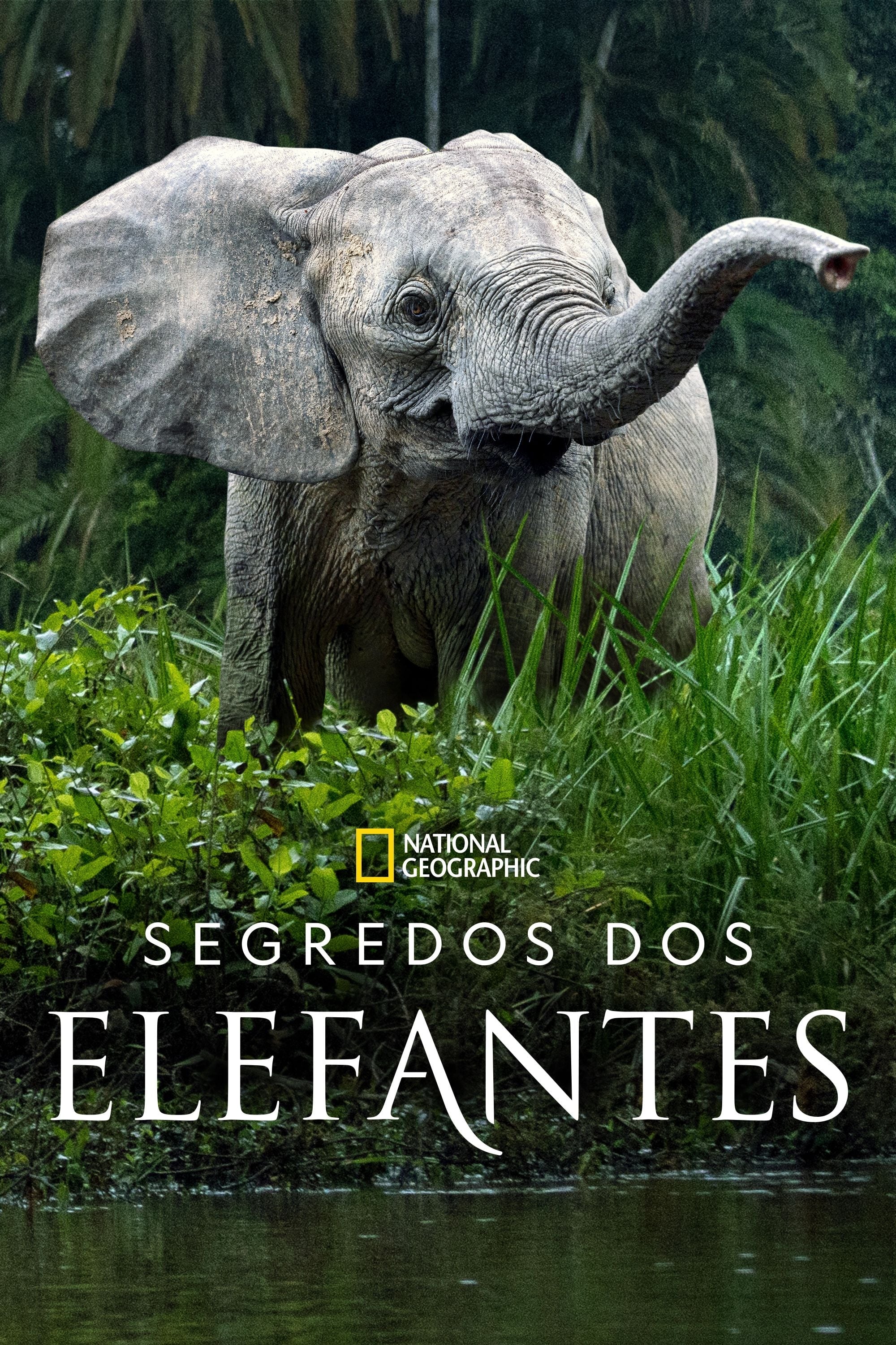 TV ratings for Secrets Of The Elephants in South Korea. National Geographic TV series