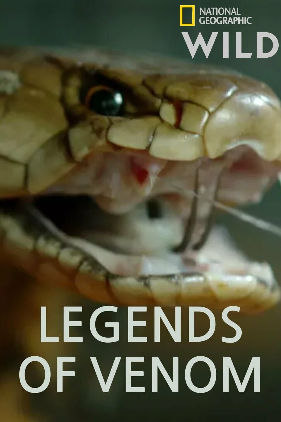 TV ratings for Legends Of Venom in Chile. Nat Geo Wild TV series